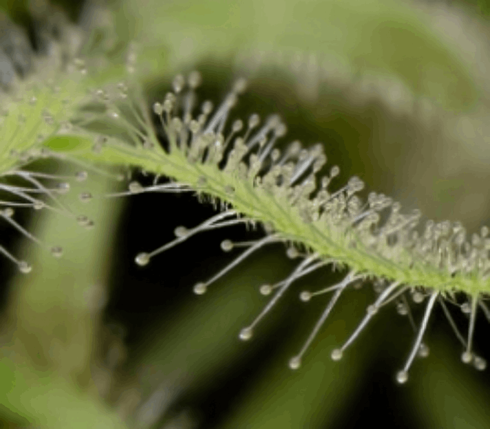 NanoSight customer review Dr. Emily Parker